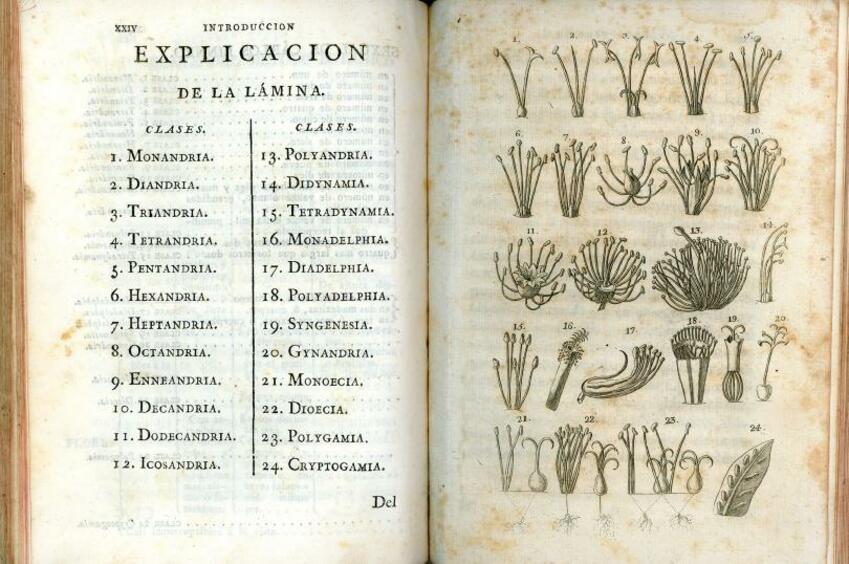 libro con texto y dibujos de plantas