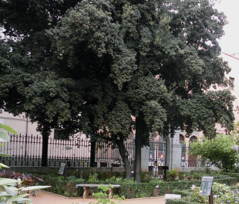 Varios árboles en un jardín con bancos