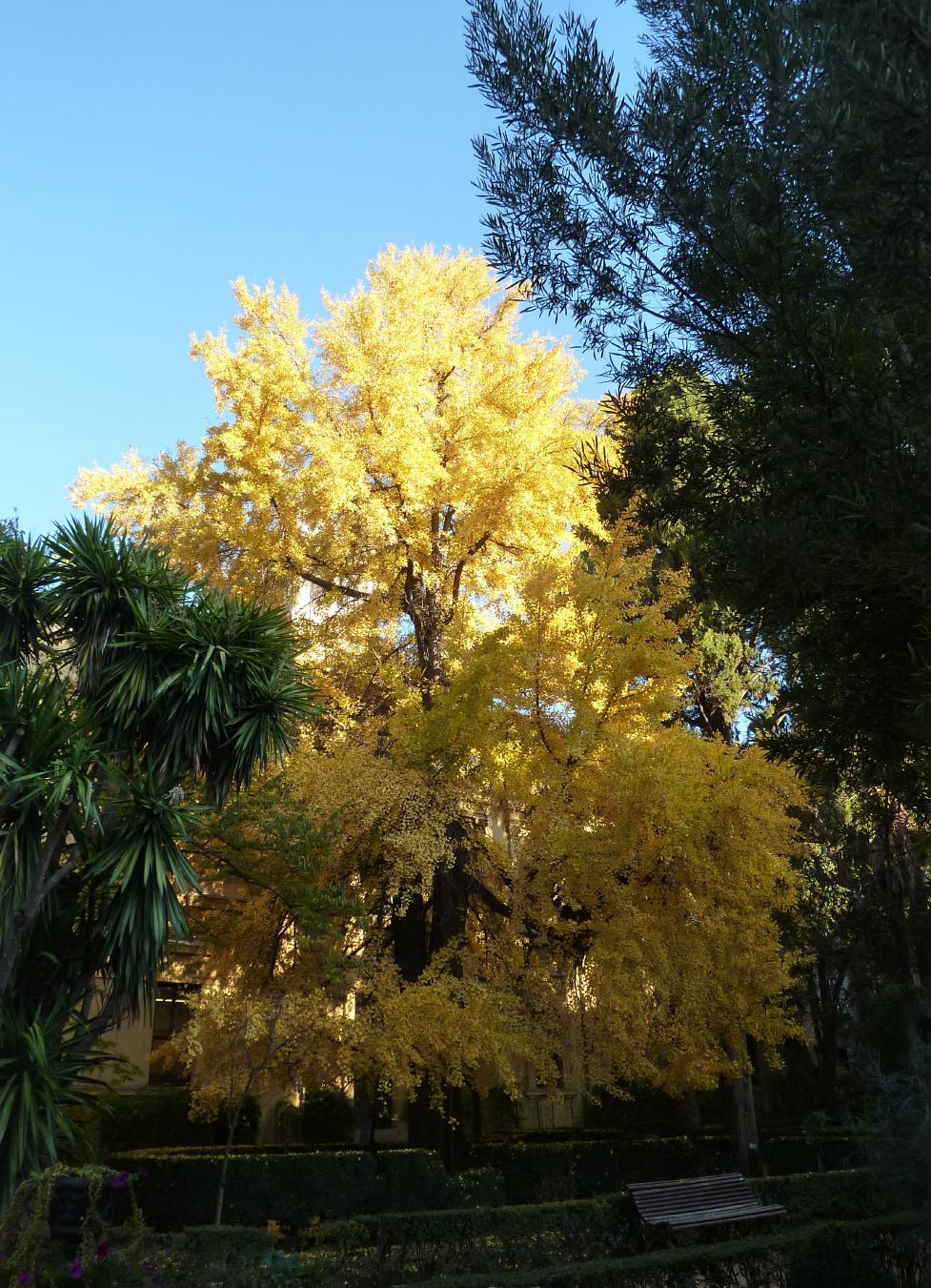 árbol con hojas amarillas